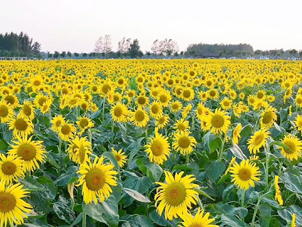 向日葵花海